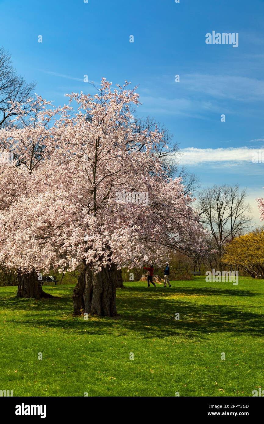 Ornamentali Ciliegio Prunus accolade in piena fioritura. Royal Botanical Gardens Hamilton Ontario Canada Foto Stock
