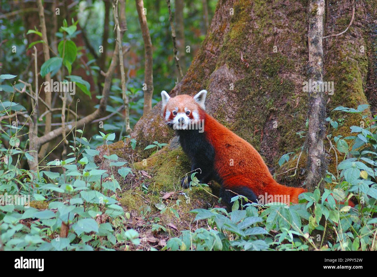 Red Panda alla ricerca di cibo nel pavimento della foresta nel Parco Nazionale di Singalila, India Foto Stock
