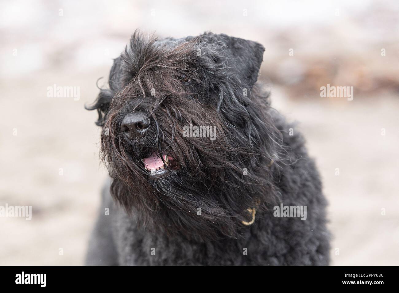 Studio principale di Bouvier Des Flandres Foto Stock