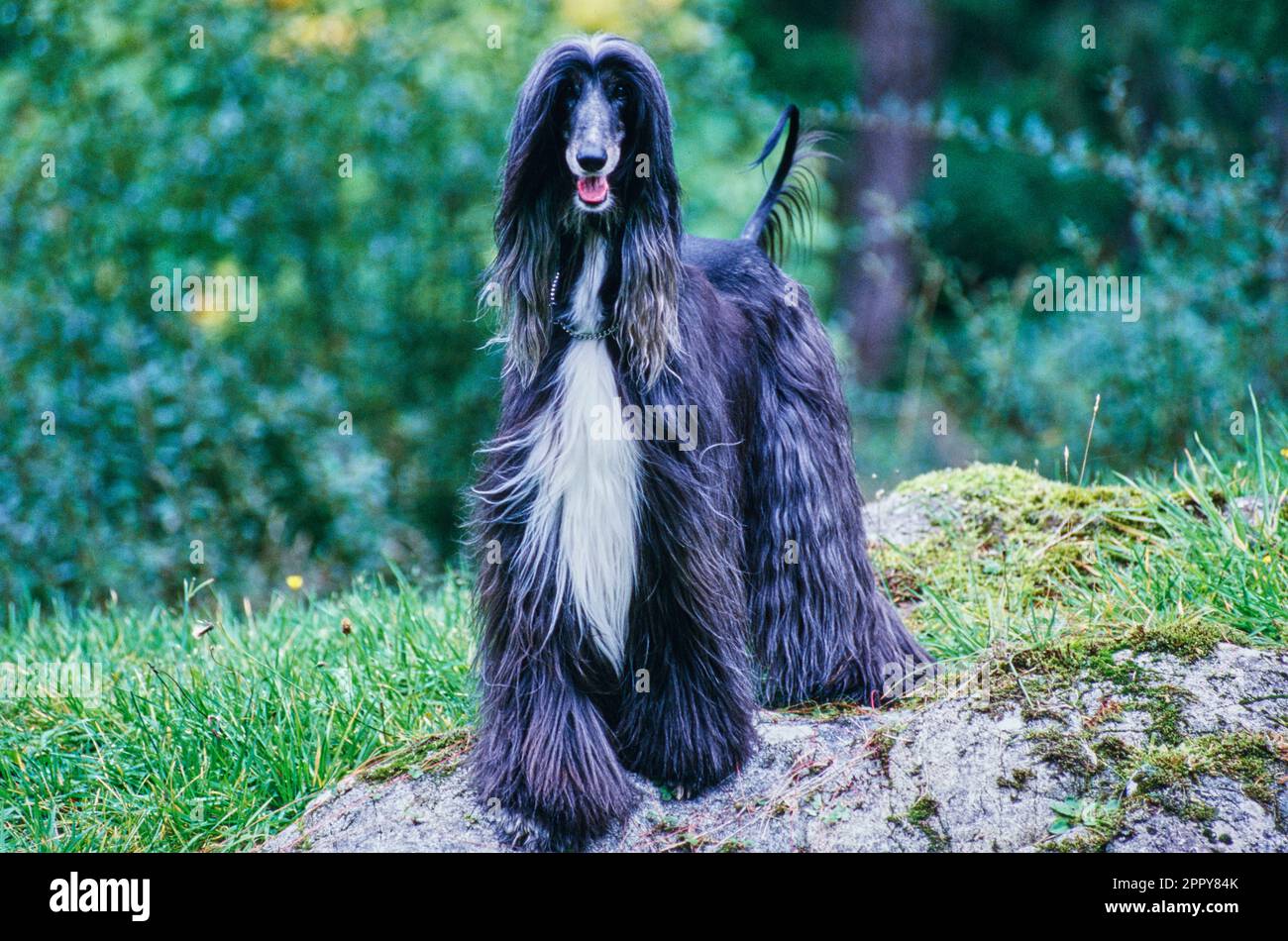 Afghano in piedi sulla roccia coperta di muschio Foto Stock
