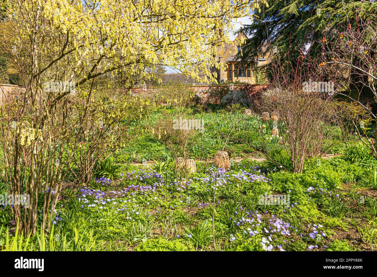 Primavera a Hidcote Manor Garden nel villaggio Cotswold di Hidcote Bartrim, Gloucestershire, Inghilterra UK Foto Stock