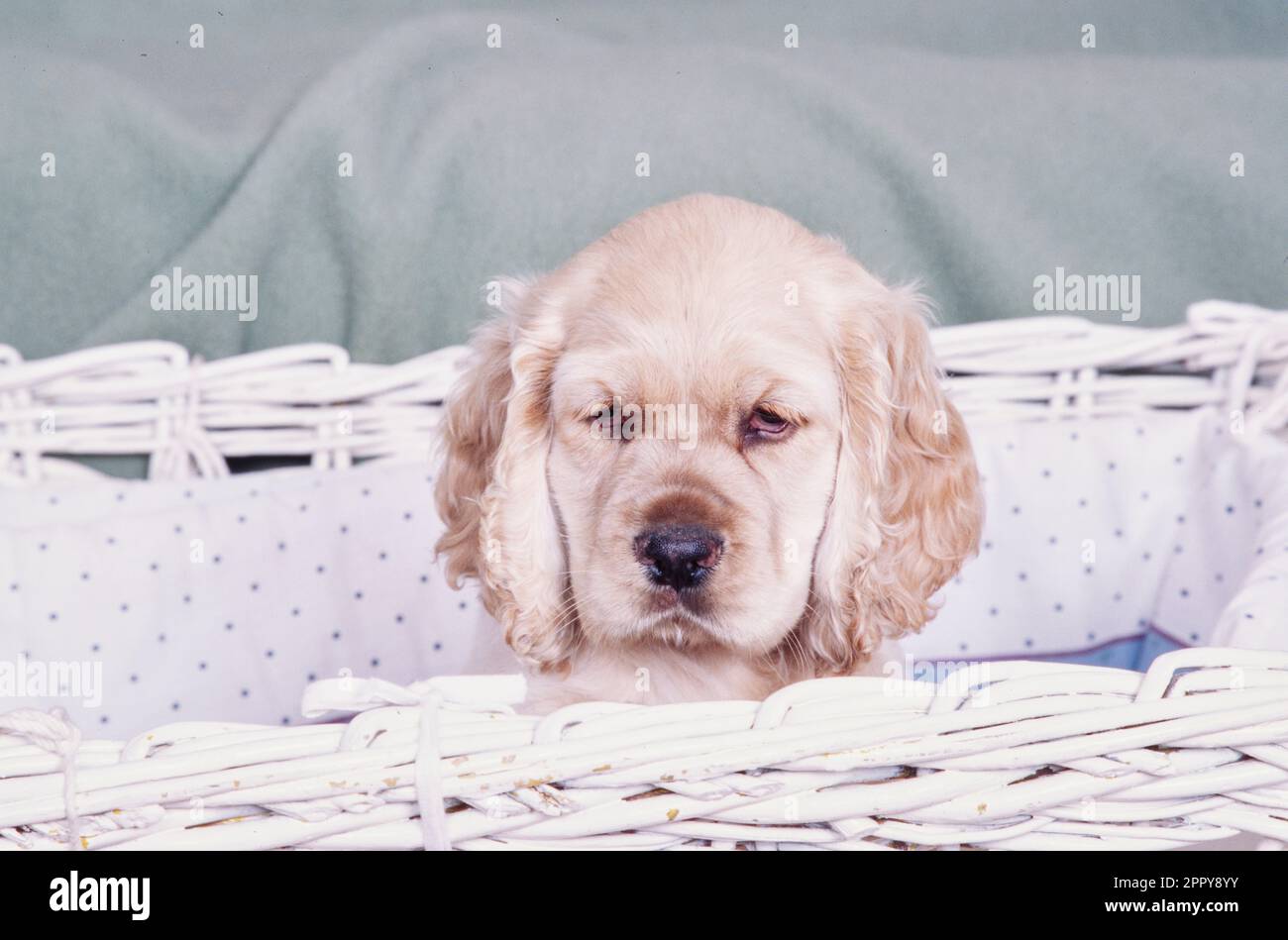 Cucciolo americano Cocker Spaniel seduto con la testa che si sbuccia dal cestino bianco di vimini Foto Stock