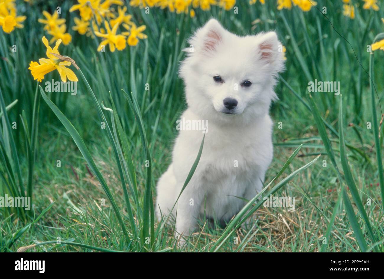 Cute American Eskimo cucciolo seduto vicino alti fiori gialli fuori nel campo Foto Stock