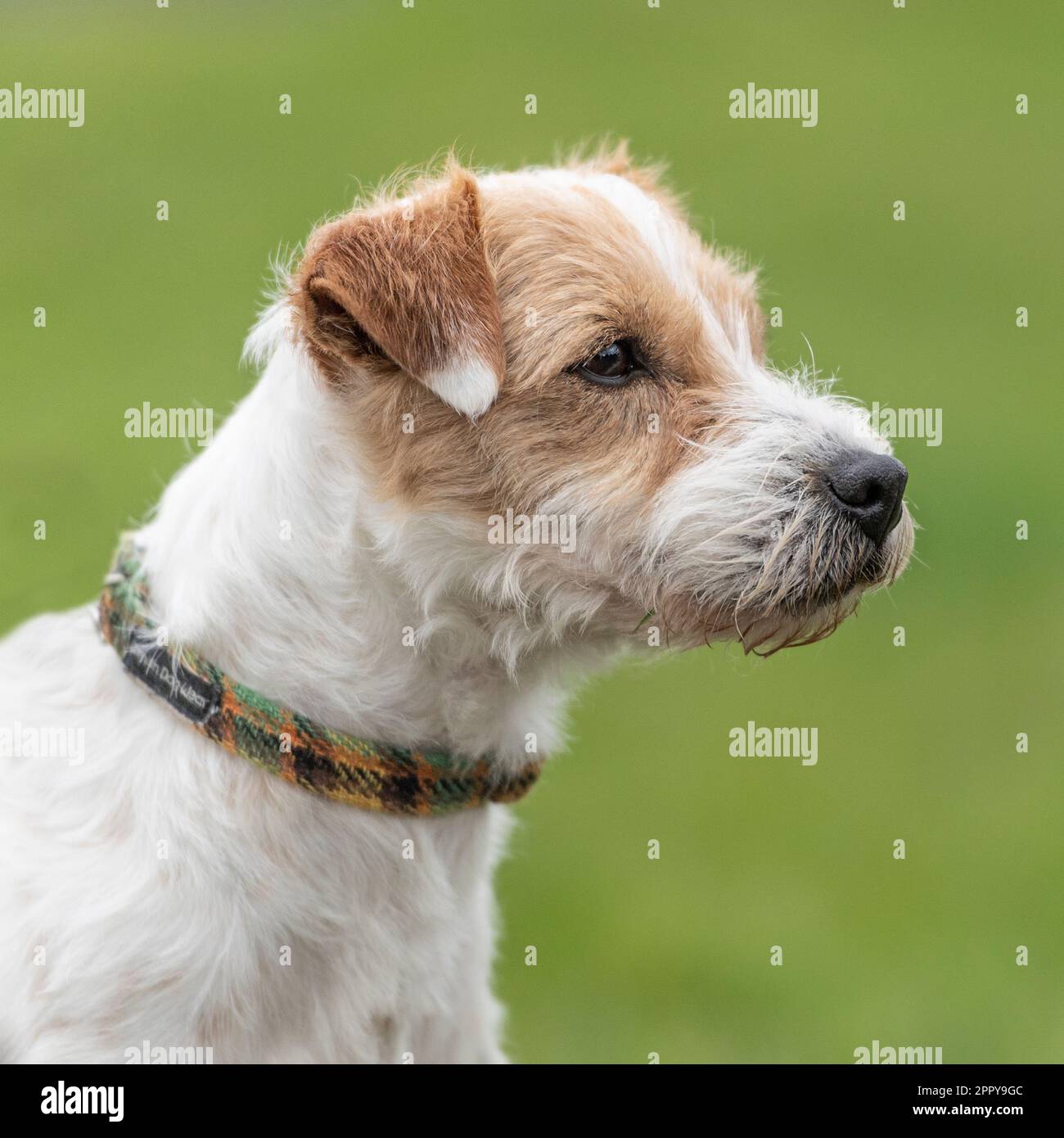 Parson jack russell terrier Foto Stock