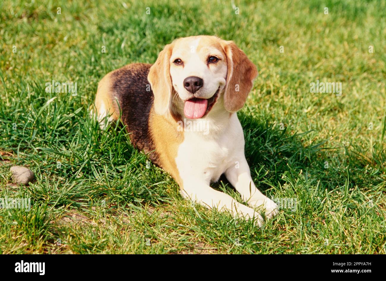 Beagle sdraiato in erba fuori sorridendo Foto Stock