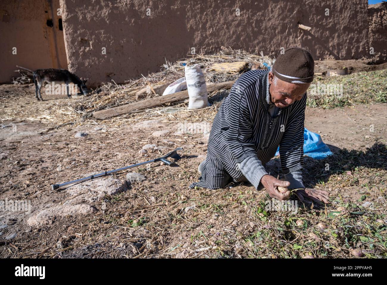Il vecchio berbero vestito con djellaba che raccoglie le verdure. Foto Stock