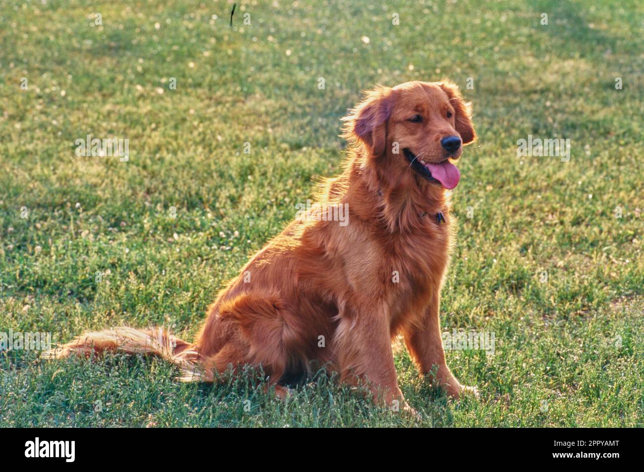 Golden Retriever retroilluminata con una graziosa luce pomeridiana in erba all'aperto Foto Stock