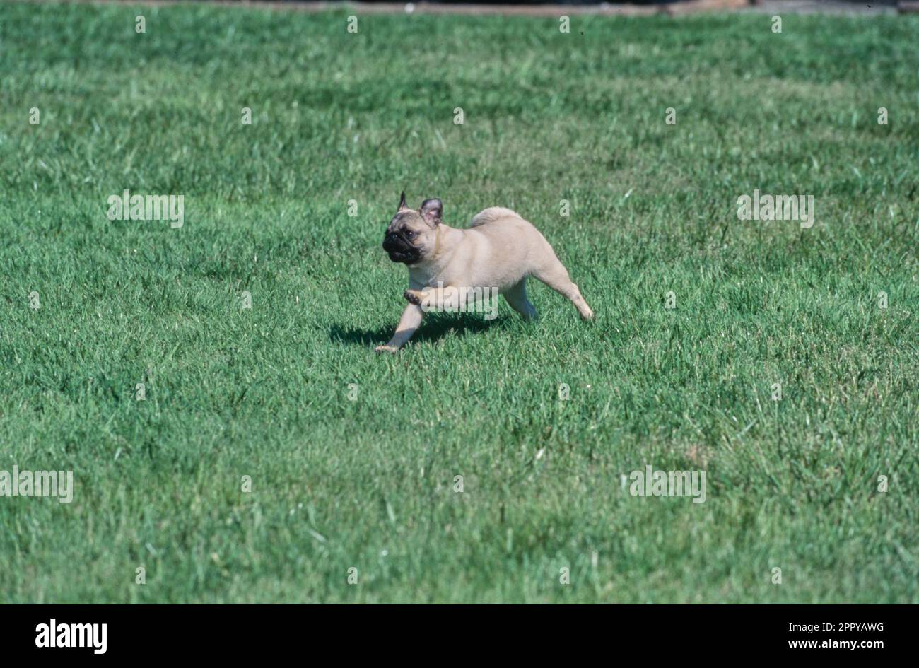 PUG che delimita l'erba all'esterno Foto Stock