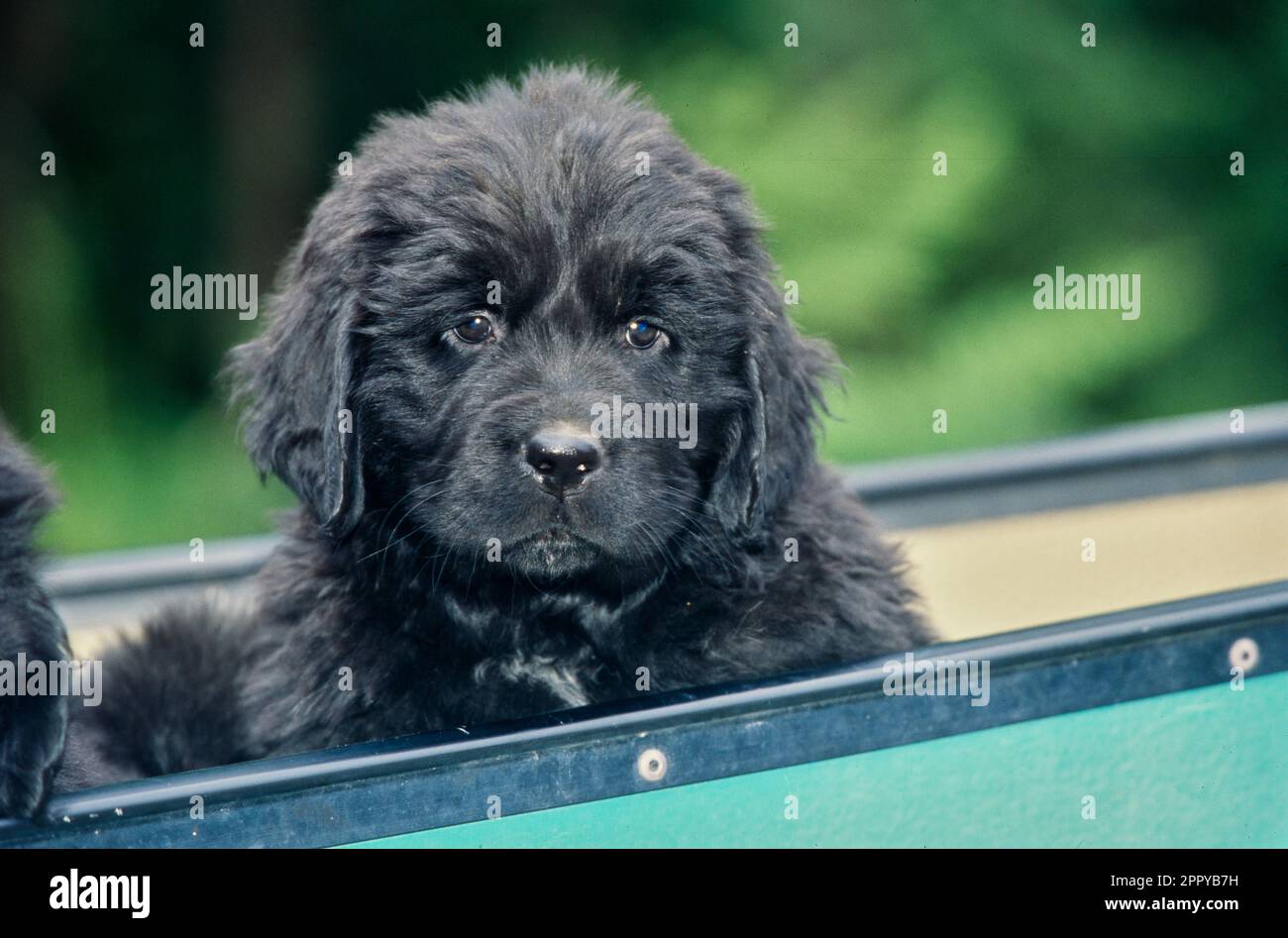 Primo piano del cucciolo di Terranova seduto in canoa Foto Stock