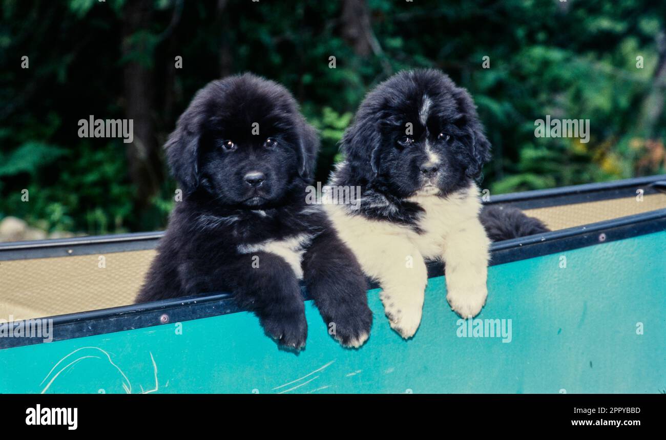 Due cuccioli di Terranova che poggiano con le gambe anteriori sul bordo della barca Foto Stock