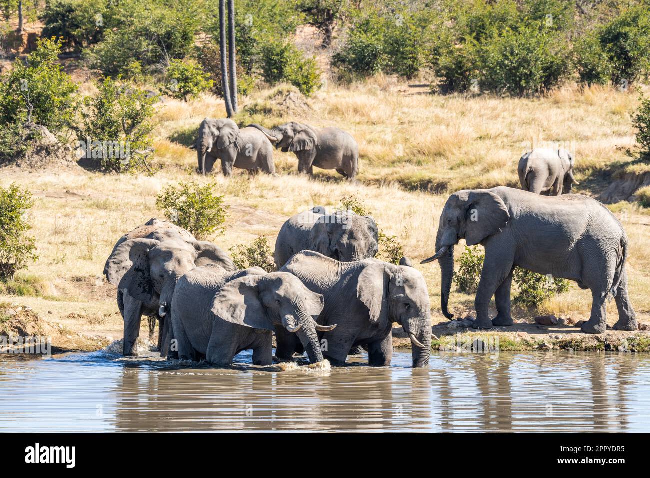 Tori di elefante, bagno di mandria in un lago. Alcuni elefanti sono sull'acqua altri stanno dietro il gruppo. Parco Nazionale di Hwange, Zimbabwe, Africa Foto Stock