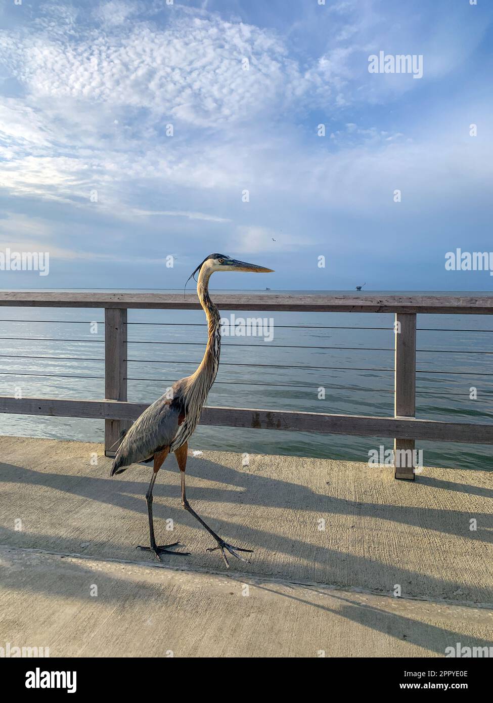 Pelican e Great Blue Heron competono per il cibo al molo di Fort Morgan Foto Stock