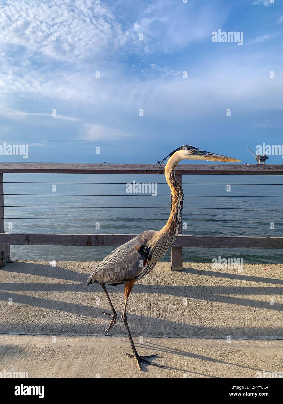 Pelican e Great Blue Heron competono per il cibo al molo di Fort Morgan Foto Stock