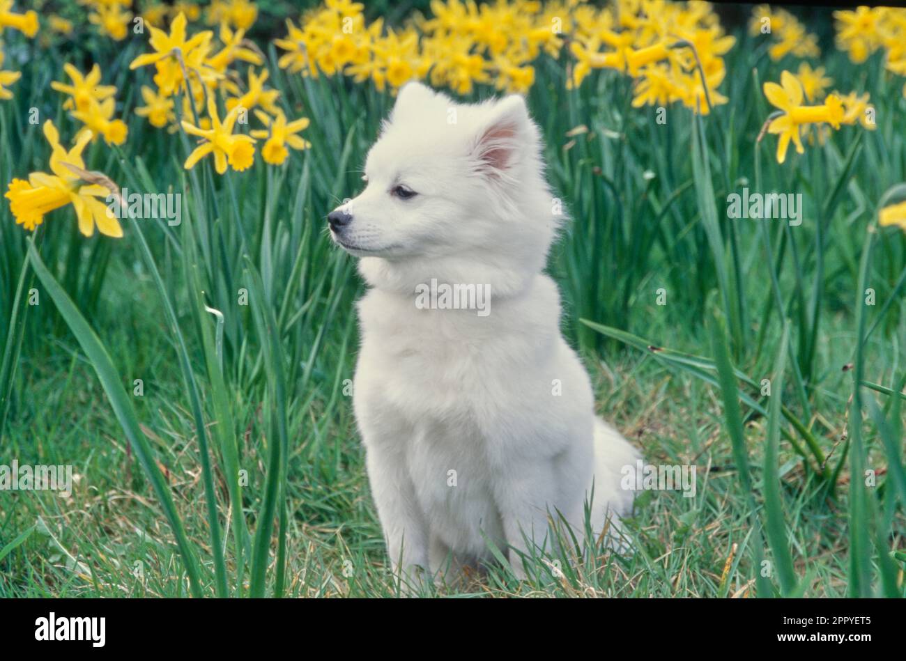 Cucciolo americano Eskimo seduto regalmente vicino ad alti fiori gialli all'esterno nel campo Foto Stock