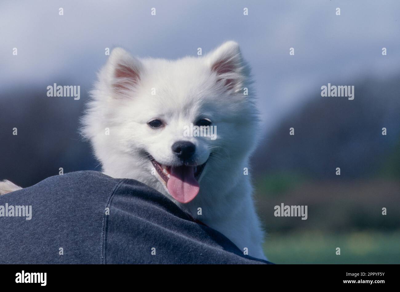 Cucciolo americano Eskimo che guarda sopra la spalla della persona con la bocca aperta e la lingua fuori Foto Stock