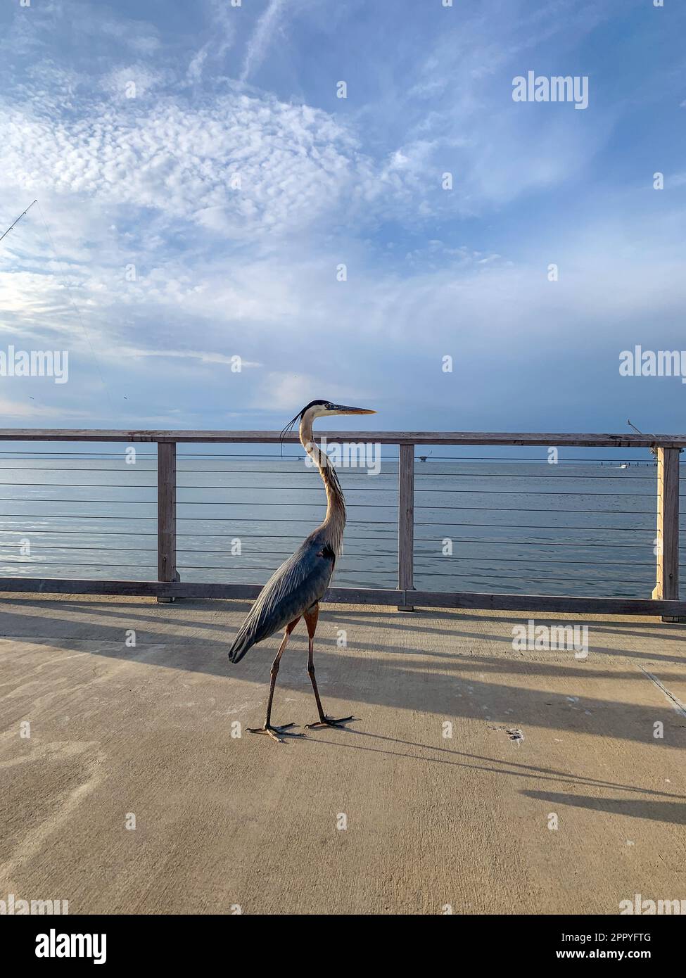 Pelican e Great Blue Heron competono per il cibo al molo di Fort Morgan Foto Stock
