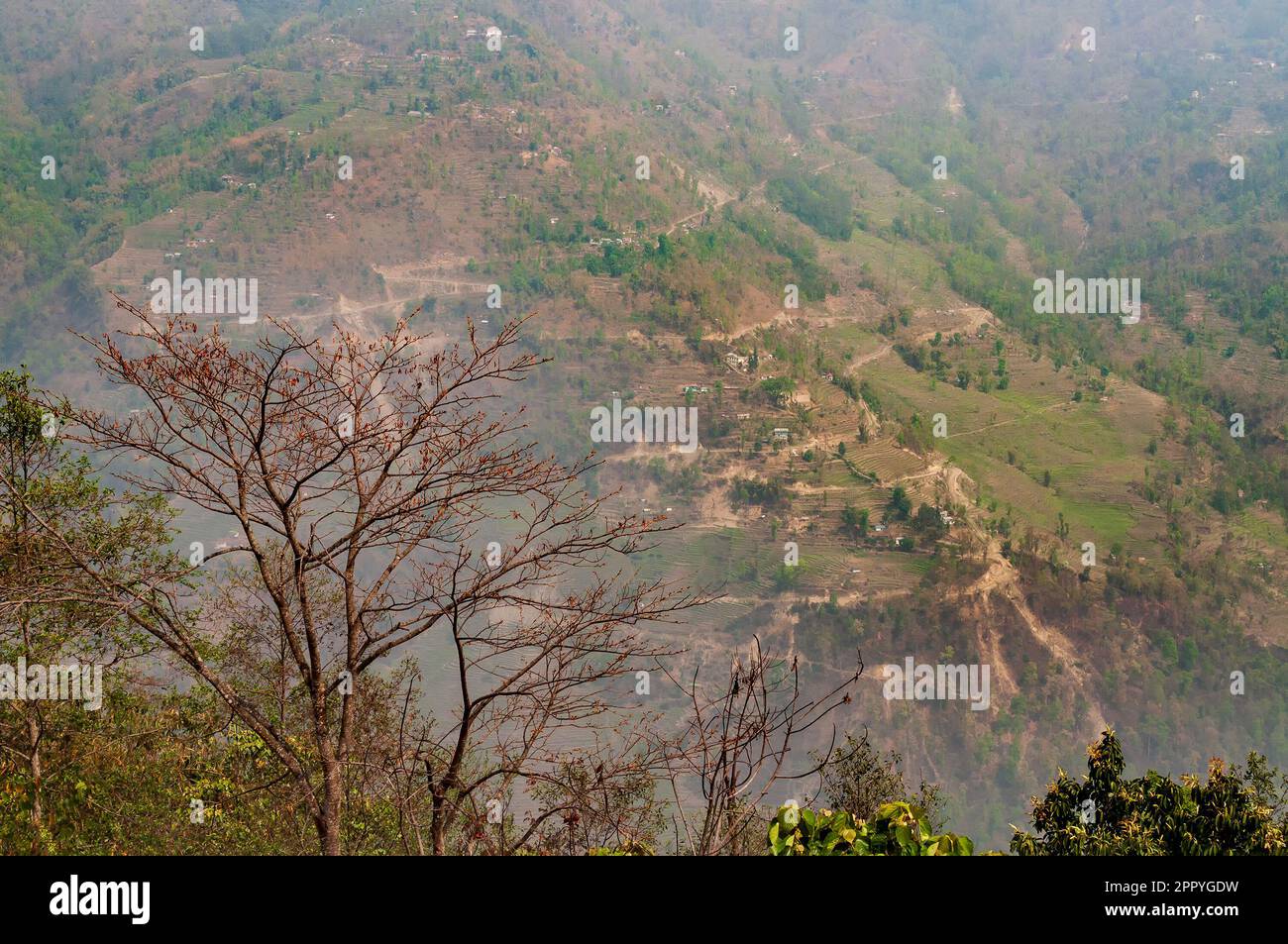 Tranquilla vista delle montagne himalayane del Sikkim con strade curvilinee in una collina lontana e alberi solitari senza fronde in primo piano. Tempo nebbia mattina i Foto Stock