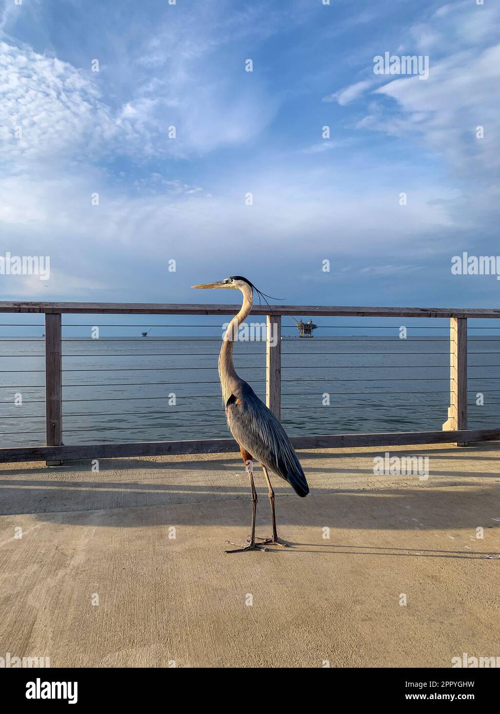 Pelican e Great Blue Heron competono per il cibo al molo di Fort Morgan Foto Stock
