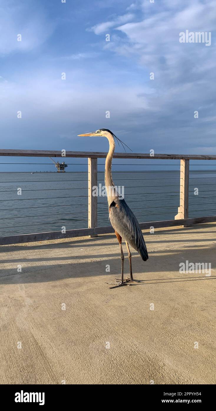 Pelican e Great Blue Heron competono per il cibo al molo di Fort Morgan Foto Stock