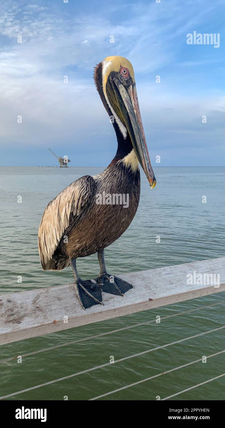 Pelican e Great Blue Heron competono per il cibo al molo di Fort Morgan Foto Stock