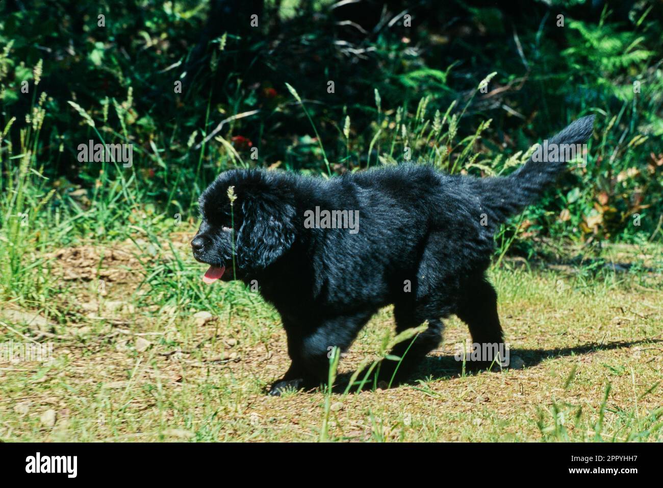 Cucciolo di Terranova nero che cammina attraverso il campo all'esterno in  una giornata di sole Foto stock - Alamy