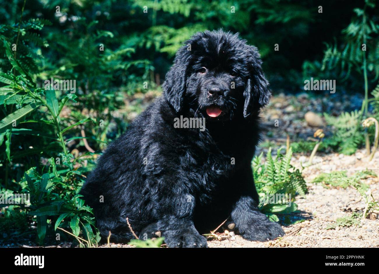 Cucciolo di Terranova seduto all'esterno vicino alle piante nel parco Foto Stock