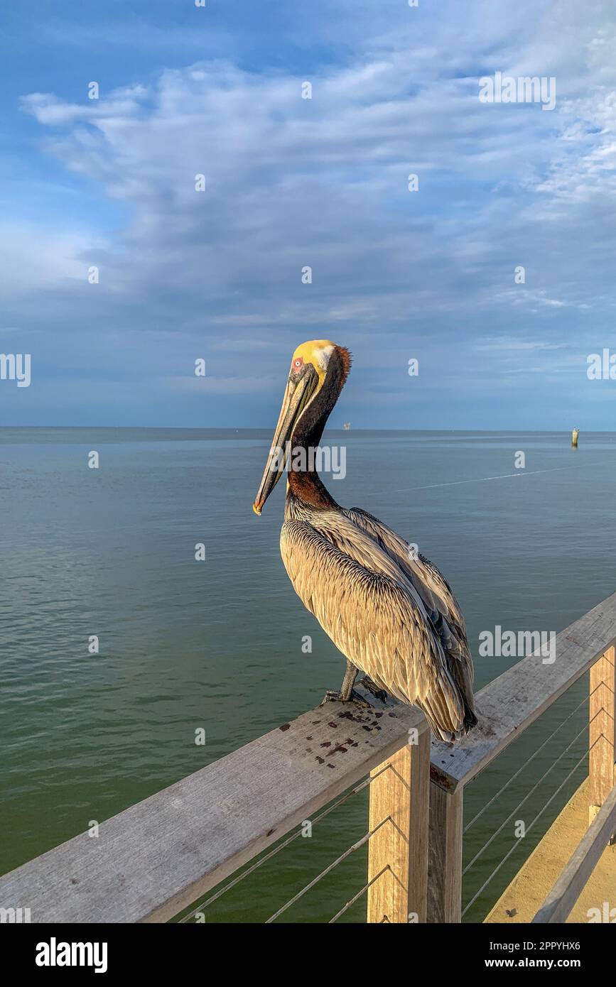 Pelican e Great Blue Heron competono per il cibo al molo di Fort Morgan Foto Stock