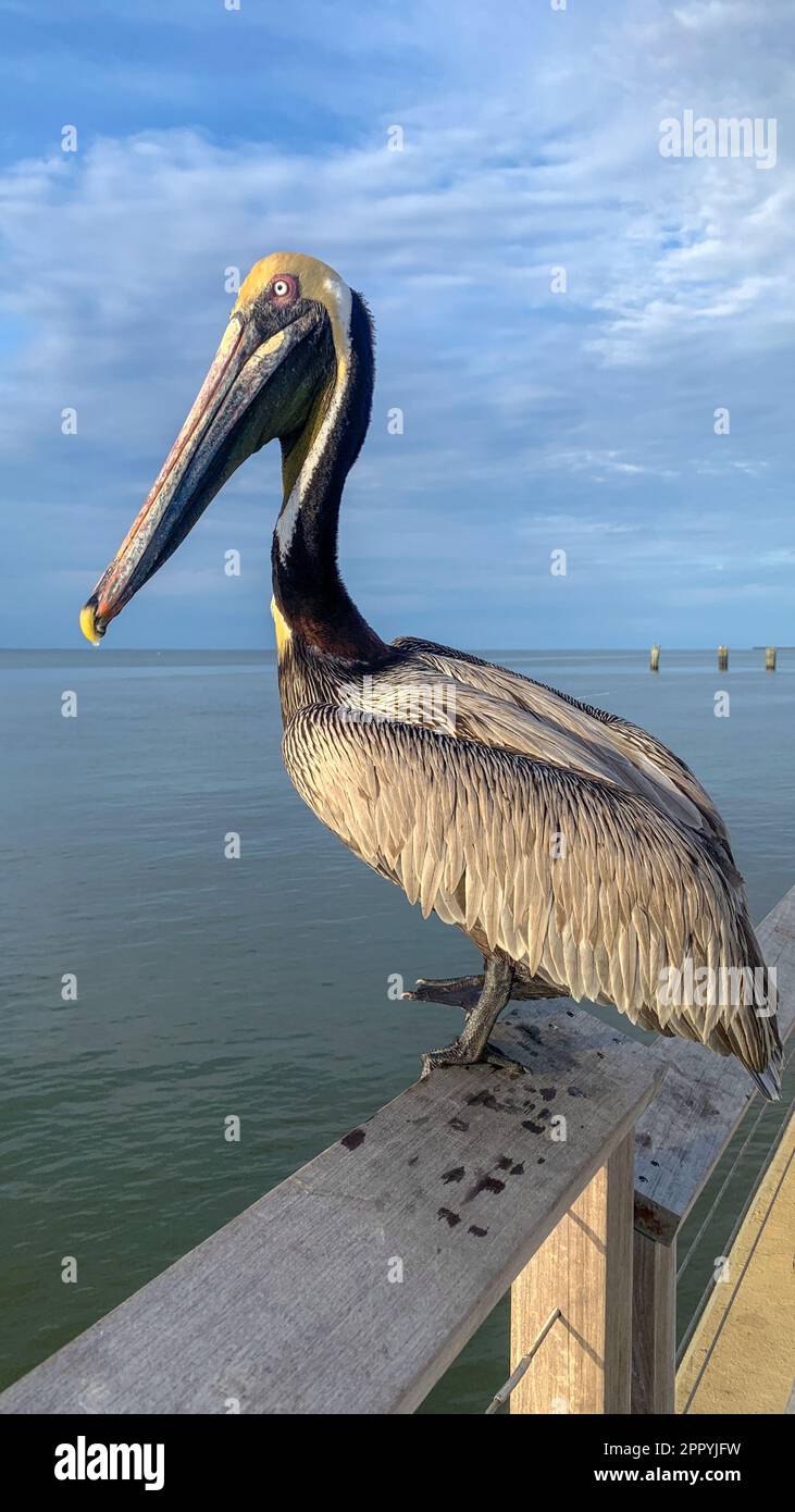 Pelican e Great Blue Heron competono per il cibo al molo di Fort Morgan Foto Stock