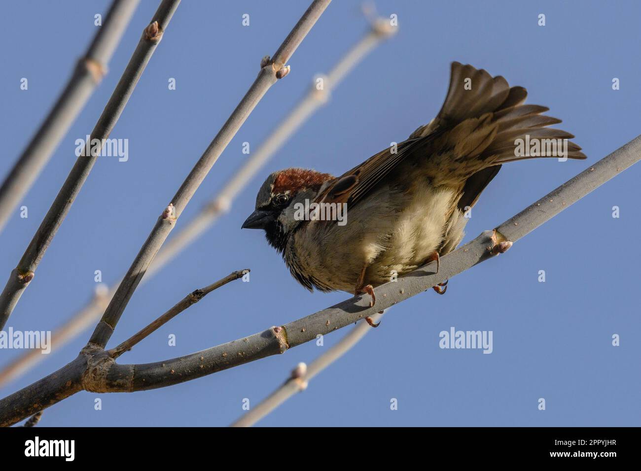 Maschio Casa Sparrow (Passer domesticus) allevamento piumaggio Foto Stock