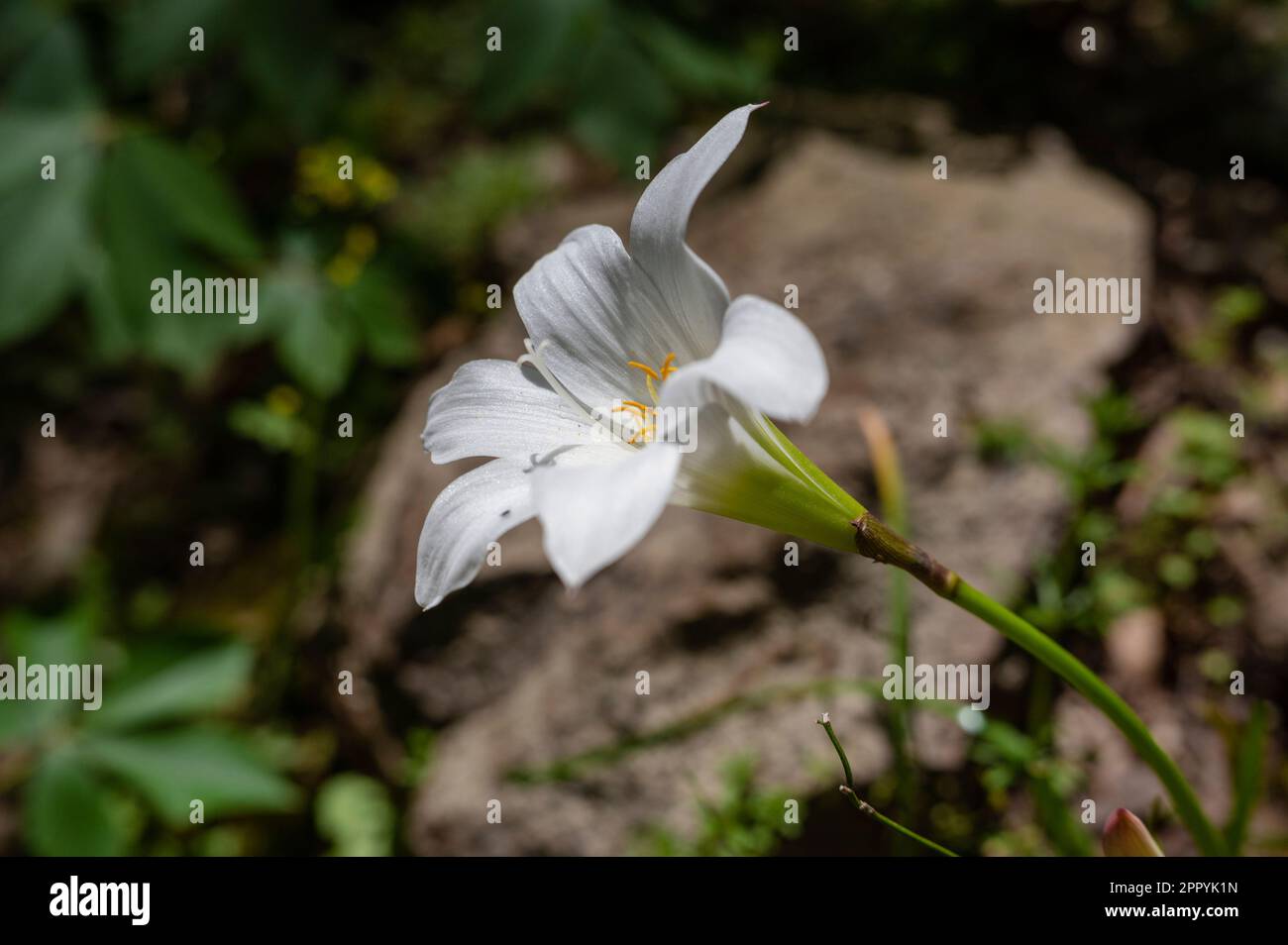 Wild White Easter Lily (Lilium wallichianum), Carolina del Nord, Stati Uniti Foto Stock
