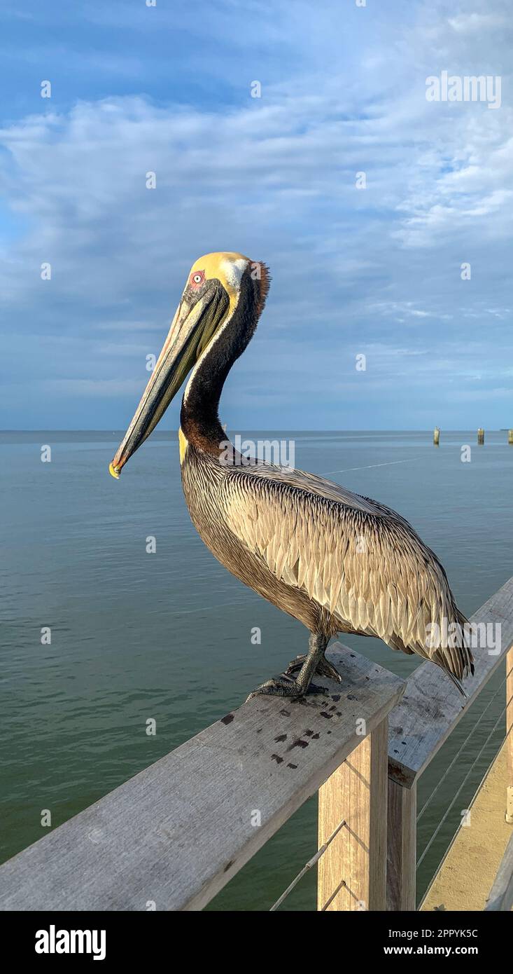 Pelican e Great Blue Heron competono per il cibo al molo di Fort Morgan Foto Stock