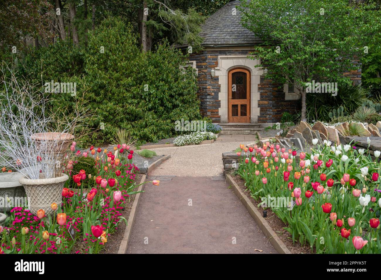 Tulips, Sarah P. Duke Gardens, Duke University, Durham, North Carolina, Stati Uniti Foto Stock