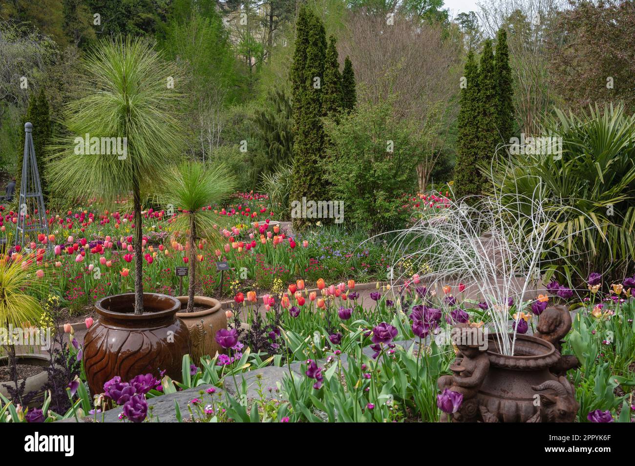 Tulips, Sarah P. Duke Gardens, Duke University, Durham, North Carolina, Stati Uniti Foto Stock