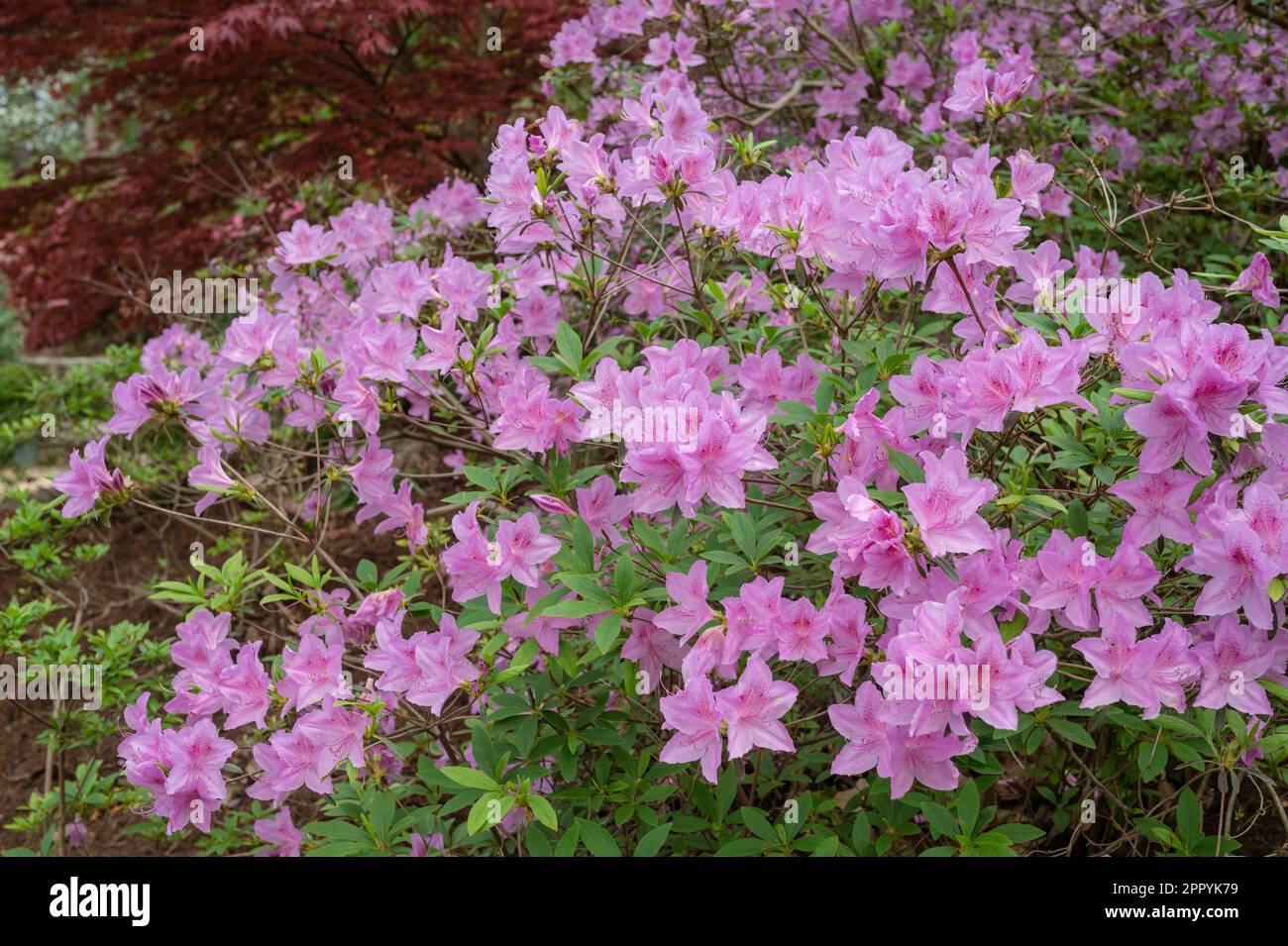 Pink Azalea, Sarah P. Duke Gardens, Duke University, Durham, North Carolina, Stati Uniti Foto Stock