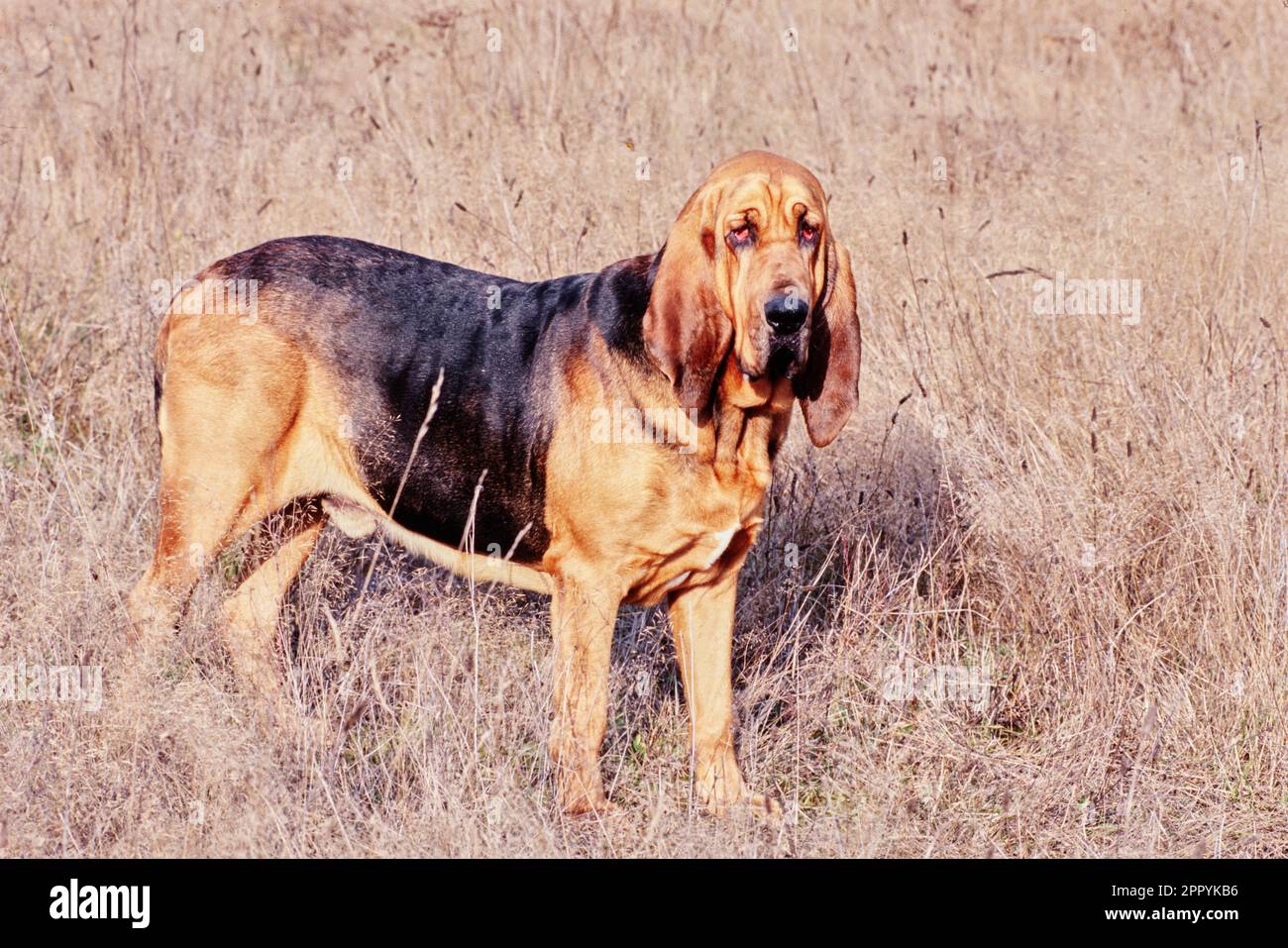 Cane del sangue in erba Foto Stock