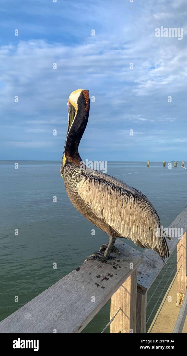 Pelican e Great Blue Heron competono per il cibo al molo di Fort Morgan Foto Stock