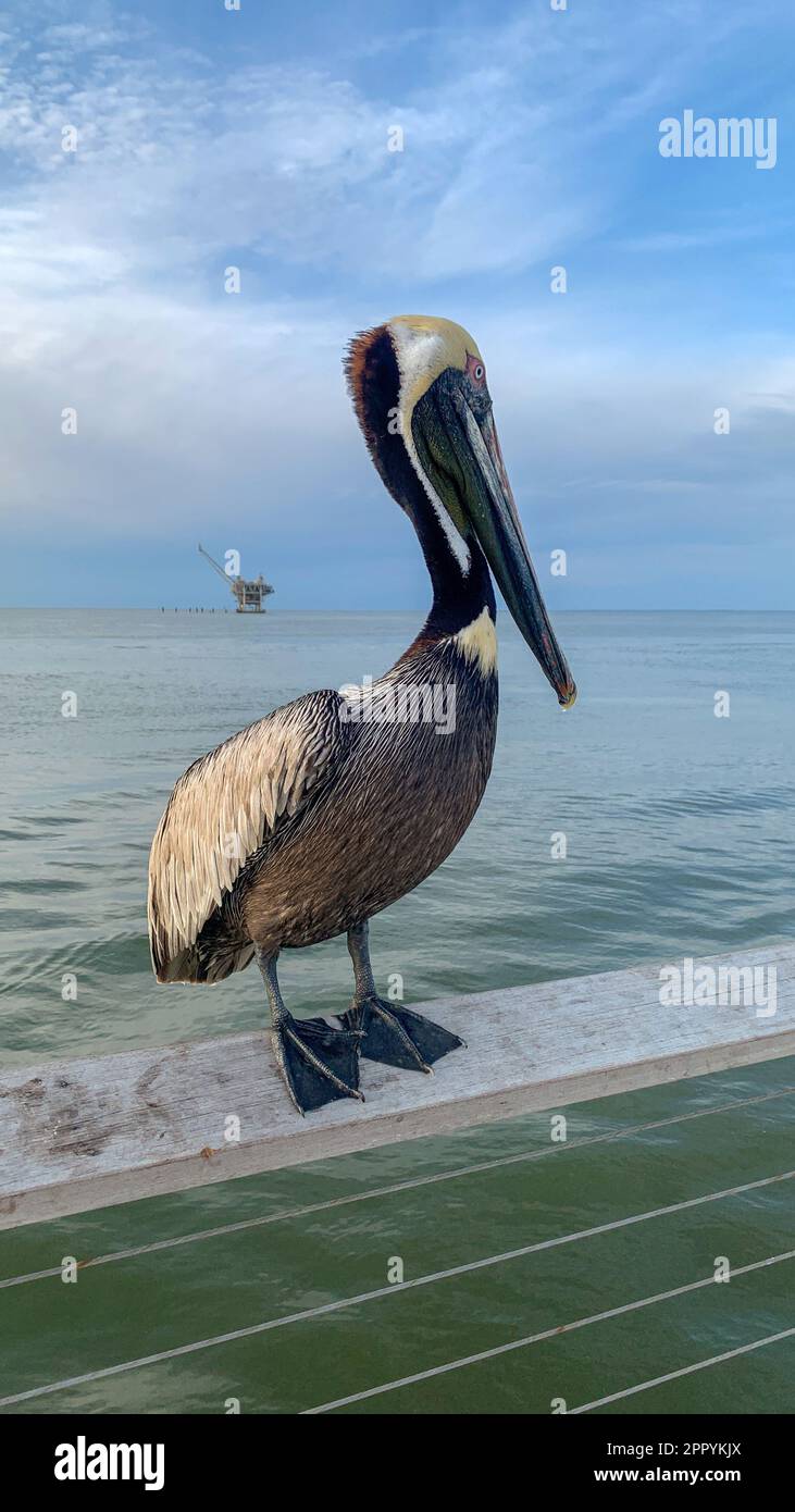 Pelican e Great Blue Heron competono per il cibo al molo di Fort Morgan Foto Stock