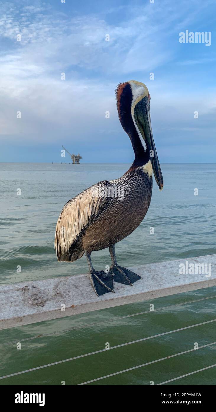 Pelican e Great Blue Heron competono per il cibo al molo di Fort Morgan Foto Stock
