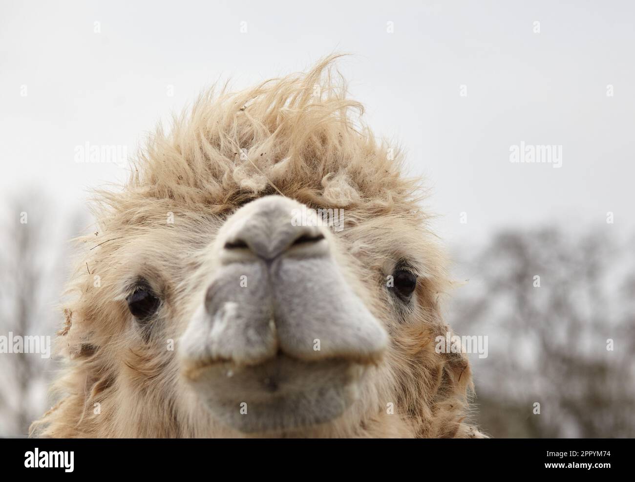 ritratto di un cammello a due gobbe Foto Stock