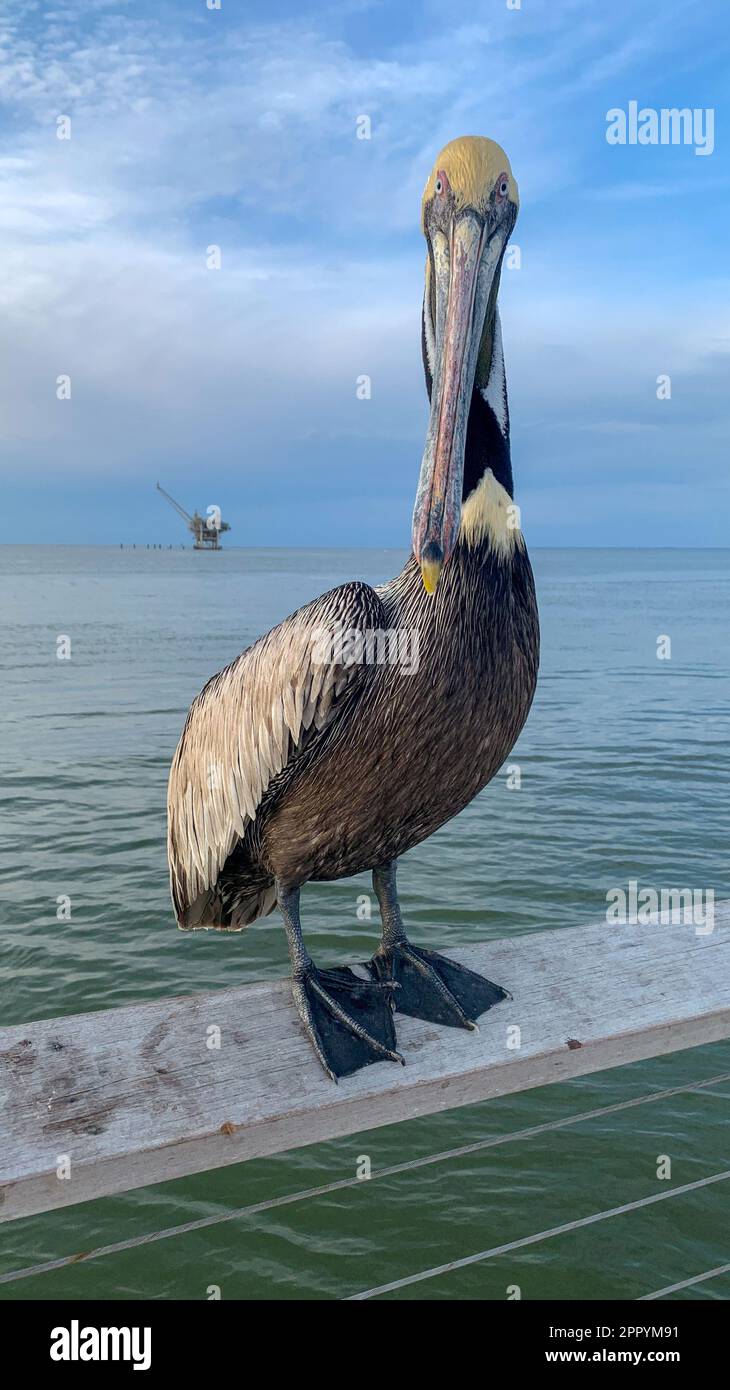 Pelican e Great Blue Heron competono per il cibo al molo di Fort Morgan Foto Stock