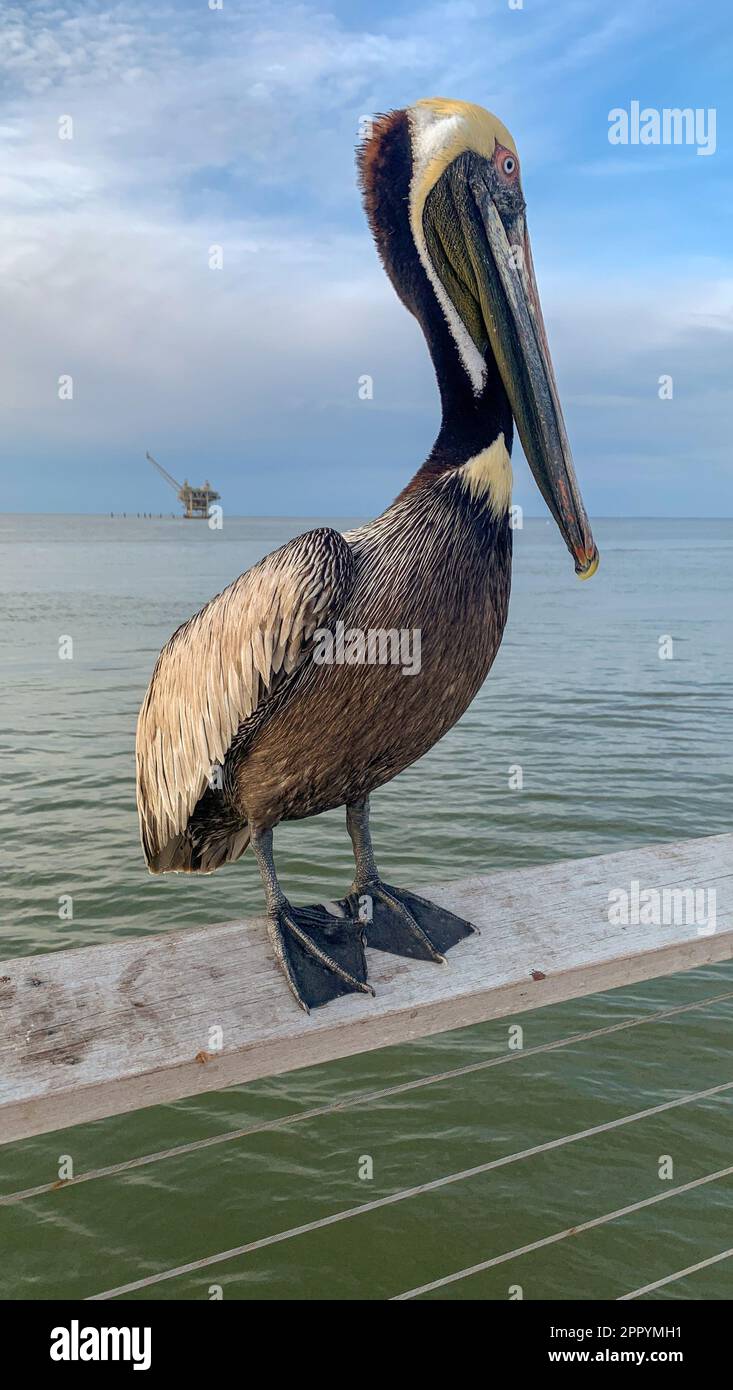 Pelican e Great Blue Heron competono per il cibo al molo di Fort Morgan Foto Stock