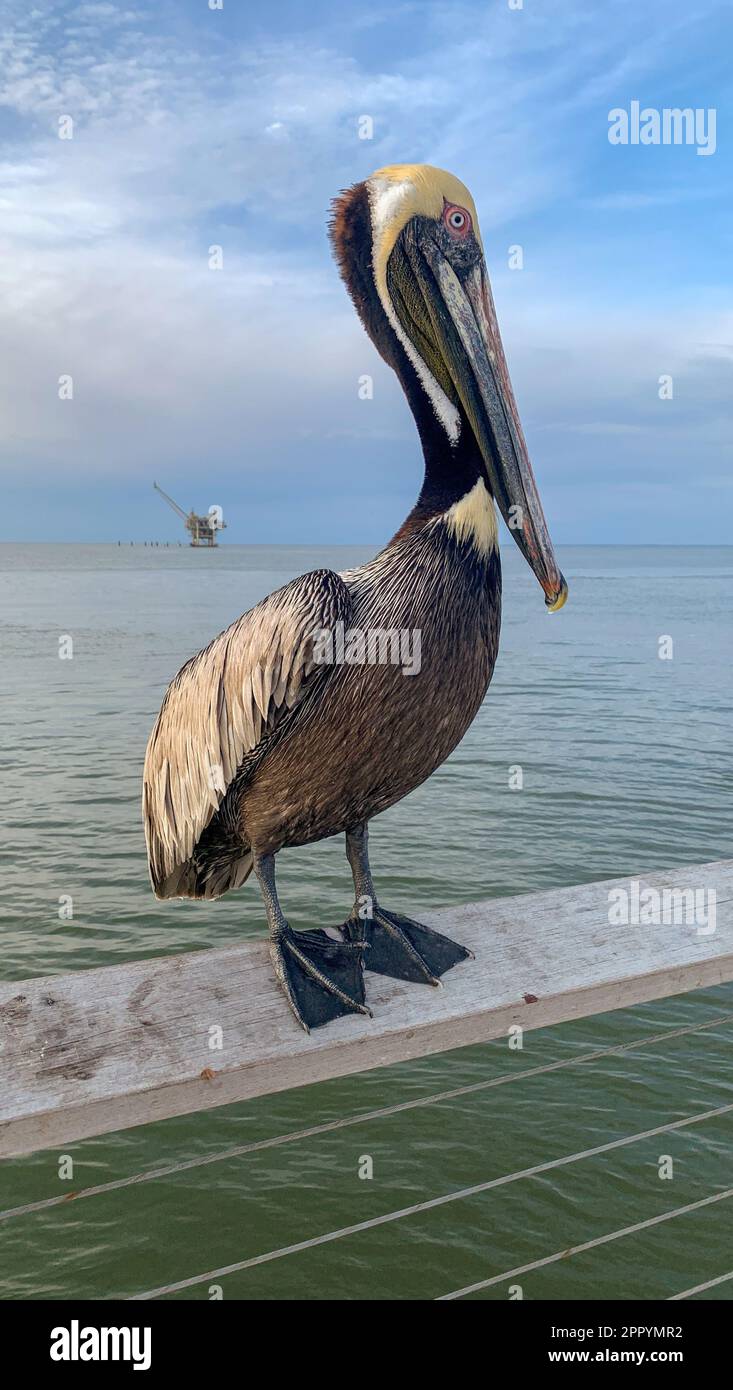 Pelican e Great Blue Heron competono per il cibo al molo di Fort Morgan Foto Stock