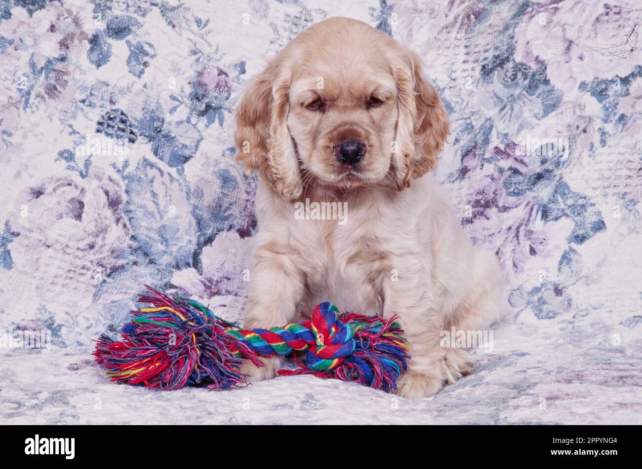 Cucciolo americano Cocker Spaniel adagiato su un divano floreale con giocattolo multicolore in corda Foto Stock