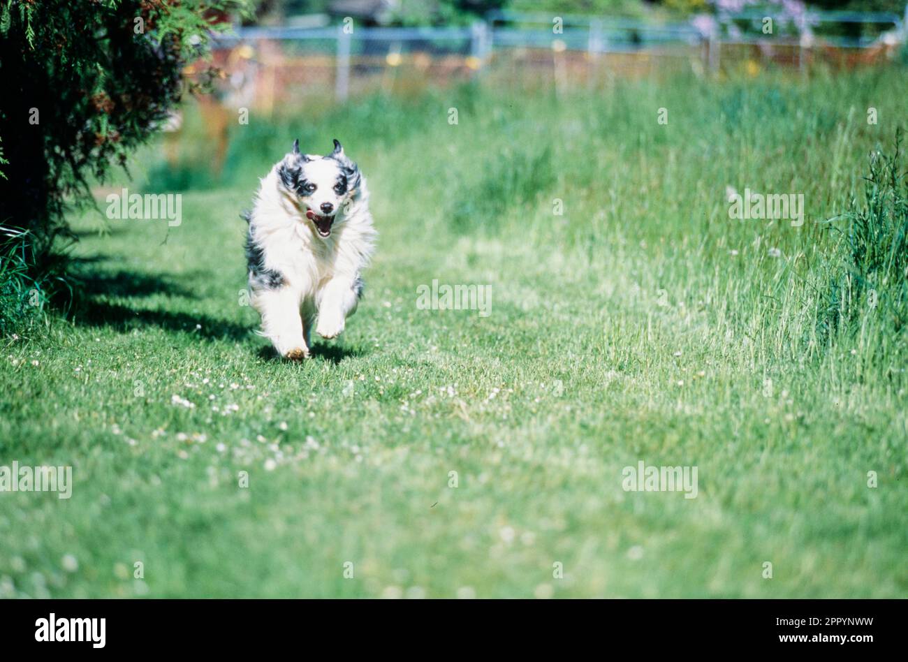 Pastore australiano che corre veloce attraverso il campo erboso Foto Stock