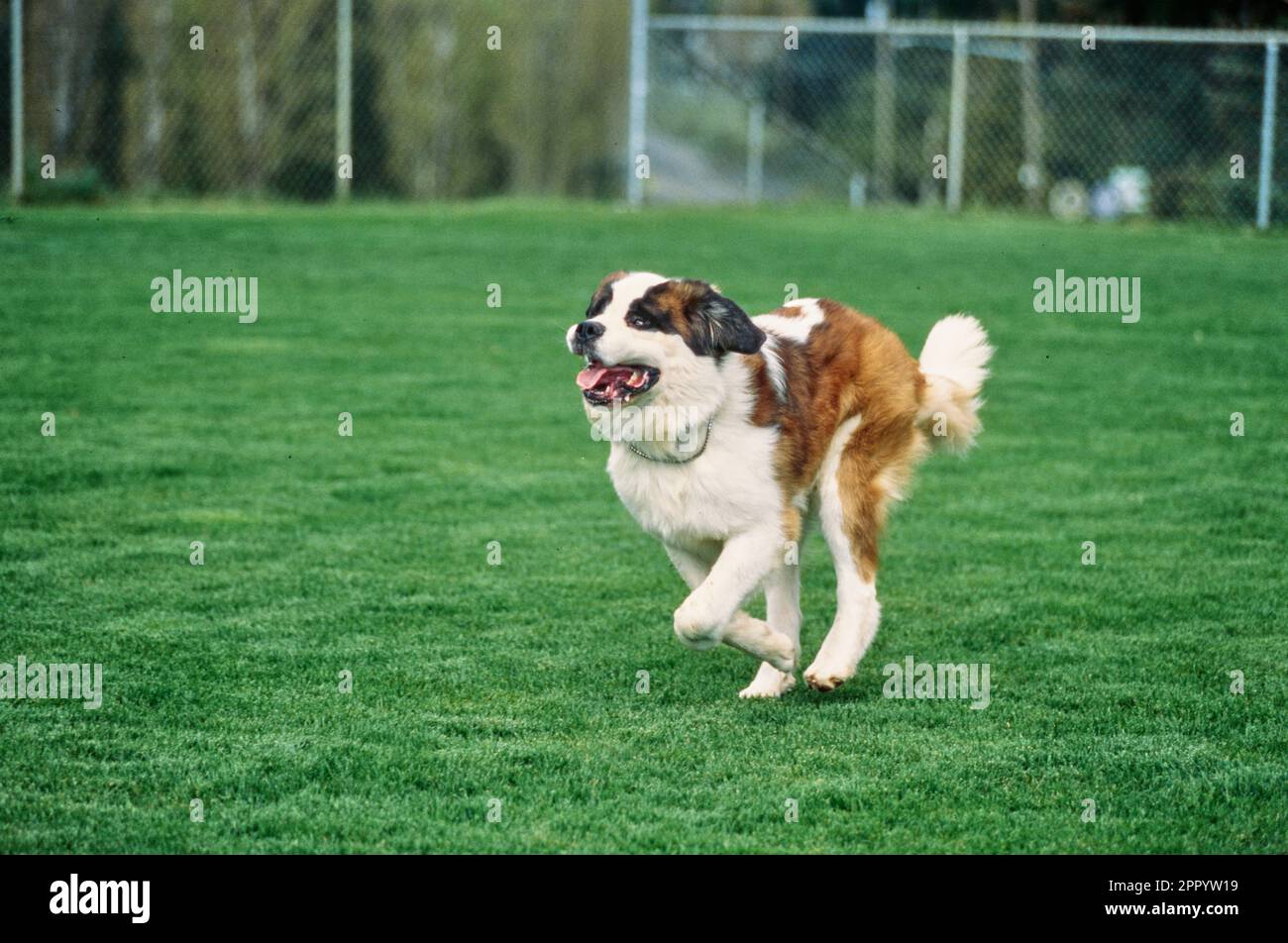 St Bernard che corre in campo d'erba Foto Stock