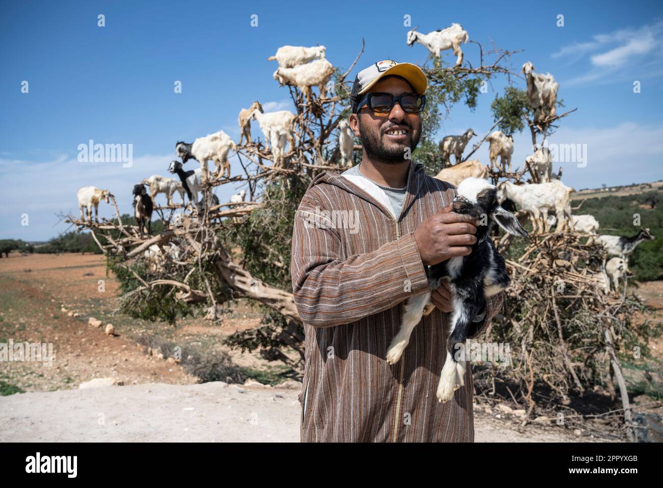 Pastore di capra posato con la sua mandria arroccato su un albero lungo la strada da Marrakech a Essaouira. Lungo questa strada ci sono una serie di alberi disposti in modo tale che le capre si arrampicano su di loro e i loro proprietari guadagnano soldi lasciando i turisti fotografarli. Foto Stock
