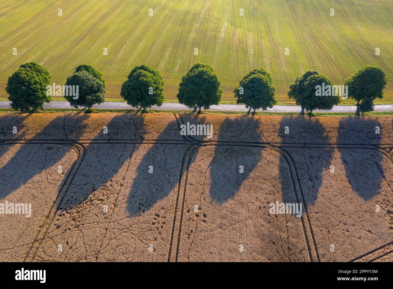 Vista aerea sul tiglio d'argento / alberi di tiglio d'argento (Tilia tomentosa) confinante con la strada di campagna in estate sulla campagna nella Skane rurale, Svezia Foto Stock