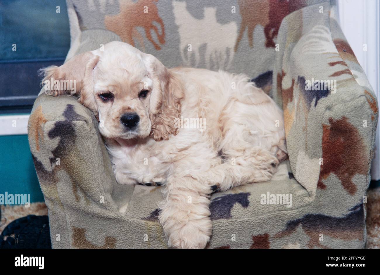 American Cocker Spaniel che riposa in una piccola sedia con le forme del cavallo che riposano il mento sul bracciolo Foto Stock