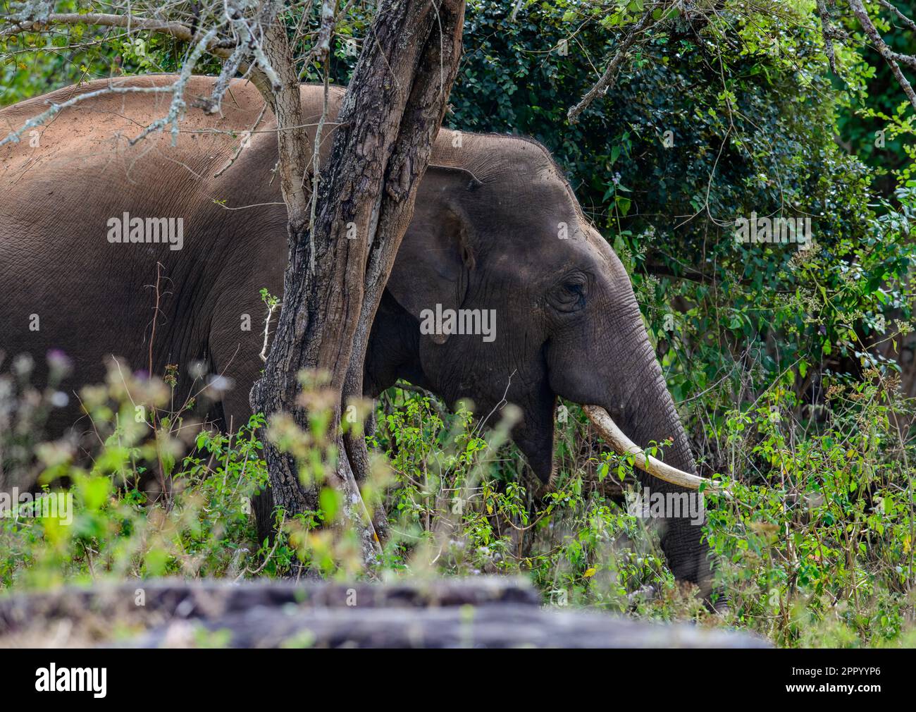 Elefante asiatico selvaggio nella foresta di Karnataka. Maestosa e serena, mostra l'armonia tra natura e fauna selvatica. Foto Stock