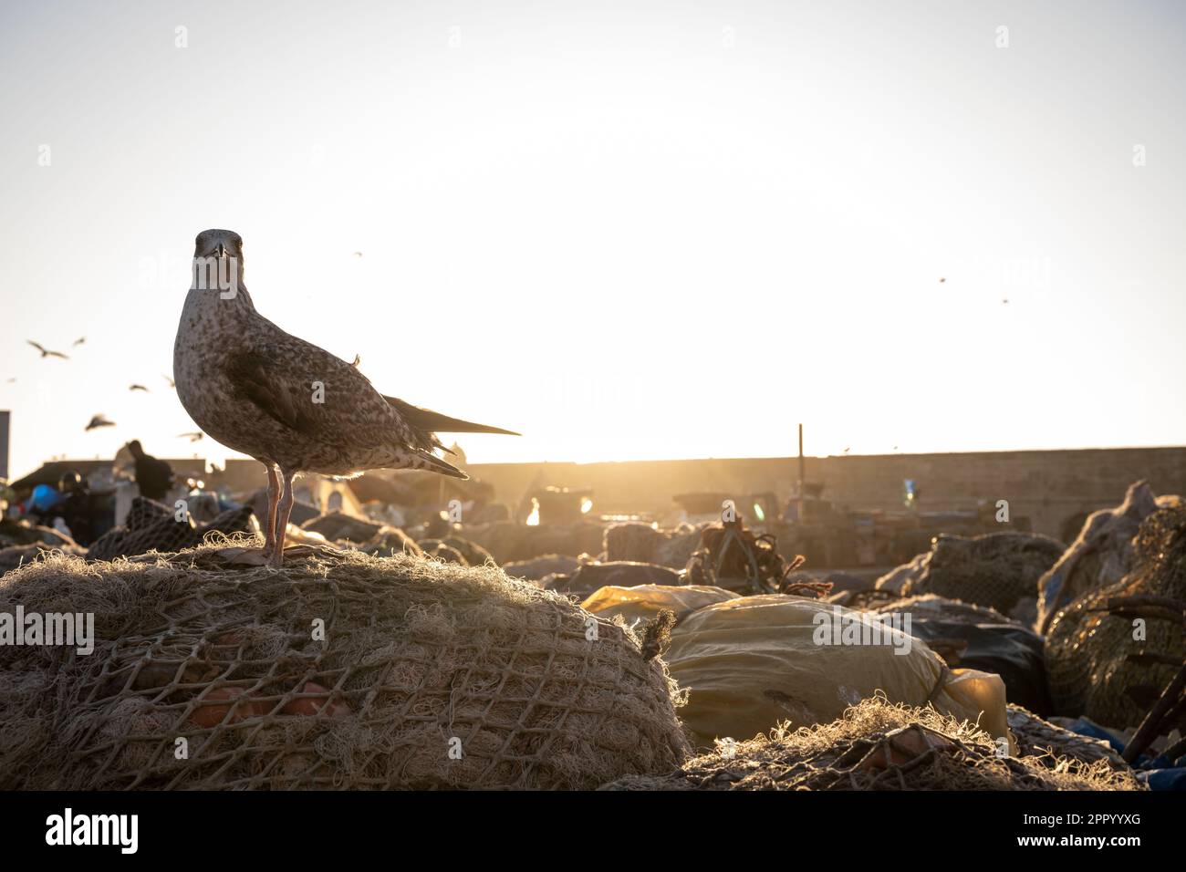 Gabbiano arroccato su una rete da pesca nel porto di Essaouira al tramonto. Foto Stock